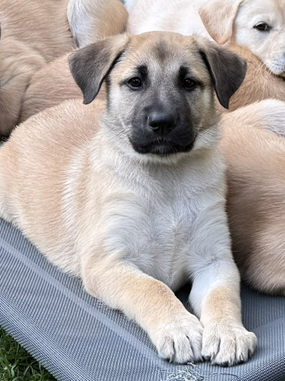 chinook dog